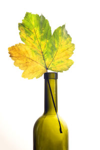 Close-up of yellow leaves against white background