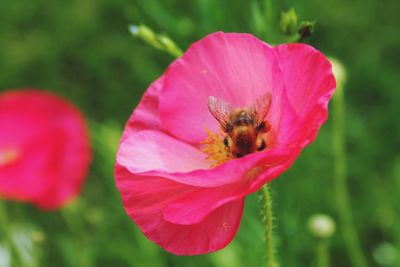 Close-up of bee on pink flower