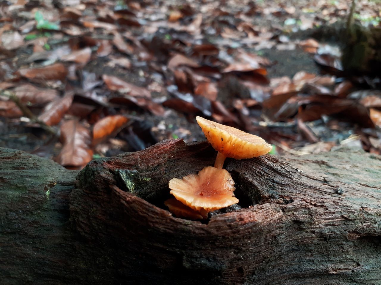 nature, leaf, mushroom, tree, fungus, plant, wood, no people, plant part, land, forest, close-up, day, autumn, vegetable, growth, food, outdoors, macro photography, dry, soil, focus on foreground, log, beauty in nature, falling, tree trunk, textured, trunk, brown, timber, high angle view, field, toadstool, food and drink, selective focus, flower, bark, fragility, orange color, tranquility