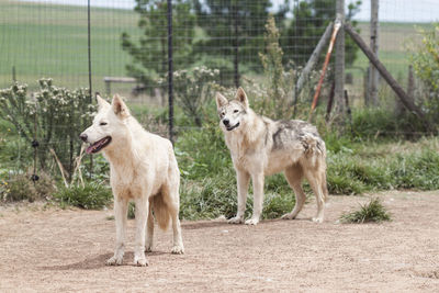 Portrait of dogs