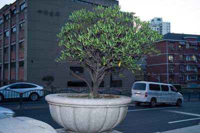 Potted plants on street against buildings in city