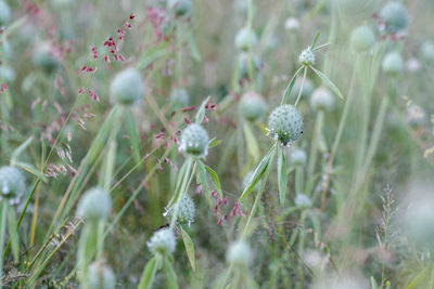 Close-up of flowering plants on field