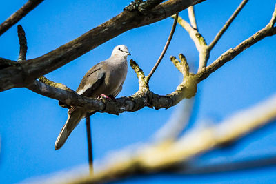 Low angle view of bird perching on branch against blue sky