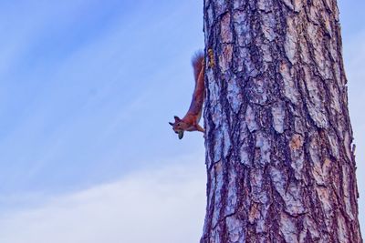 Low angle view of tree trunk against blue sky