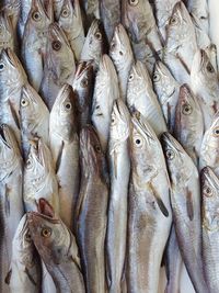 Close-up of fish for sale in market