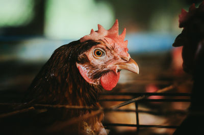 Close-up of rooster