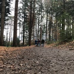 Rear view of people walking on road amidst trees in forest