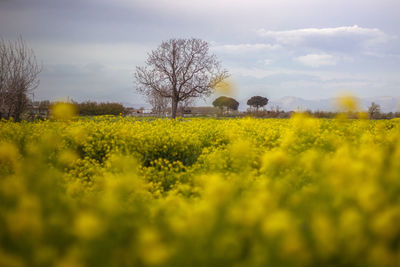 Scenic view of field against sky