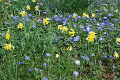 Close-up of purple crocus flowers on field