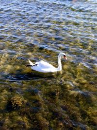 High angle view of swan swimming in lake