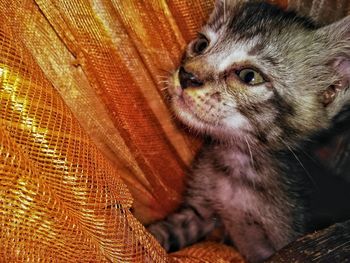 Close-up of cat looking away