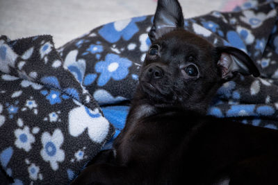 Close-up of a dog looking away