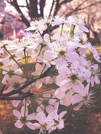 Close-up of pink flowers blooming on tree