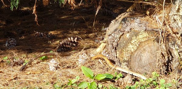 High angle view of log in forest