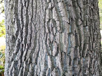 Full frame shot of tree trunk