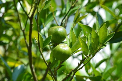 Close-up of fruit growing on tree