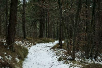 Trees in forest during winter