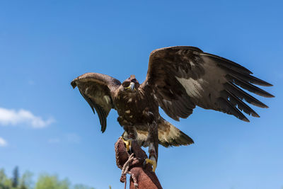 Kazakh eagle with wide wings on the hand of his trainer against the blue sky.