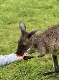 Close-up of kangaroo on field