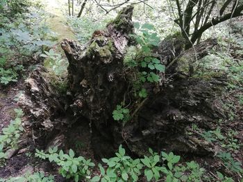 Trees growing in forest