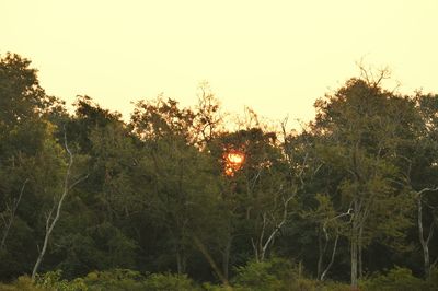Scenic view of forest at sunset