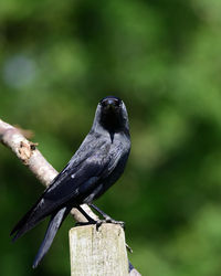 Close-up of bird perching on wooden post