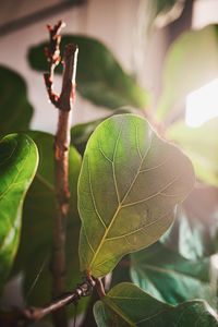 Close-up of fresh green leaves