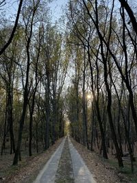 Road amidst trees in forest