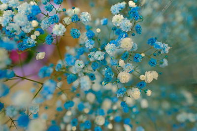 Close-up of purple flowering plants