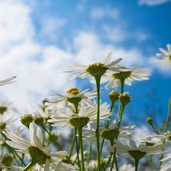 Close-up of white flowers blooming against sky