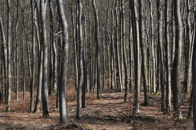 Trees in forest