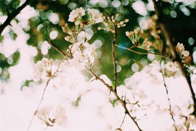 flowering plant