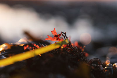 Close-up of maple leaves on tree