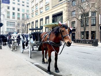 Horse carts on street