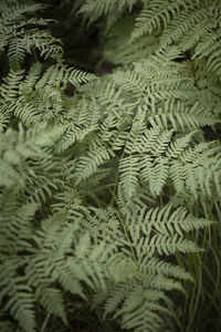 Full frame shot of fern tree