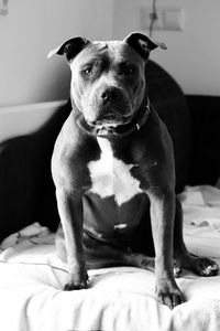 Portrait of dog sitting on bed at home