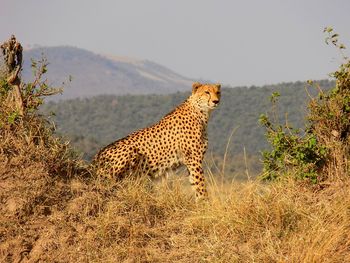 Cheetah on meadow, maasai mara national reserve 