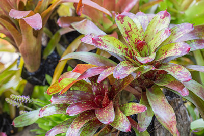 Close-up of pink flowering plant