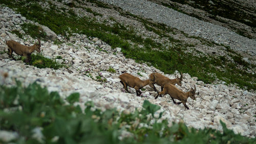 Capricorns in the bavarian mountain