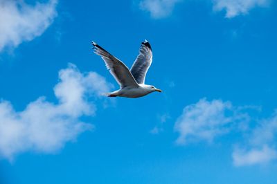 Low angle view of seagull flying against clear sky
