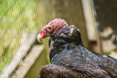 Close-up of rooster