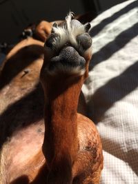 Close-up of a horse in zoo