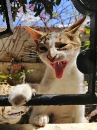 Close-up of a cat