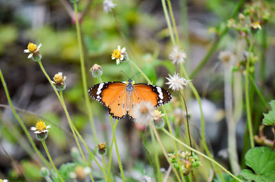 Close-up of butterfly pollinating on flower