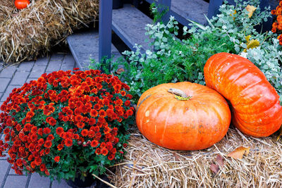 A beautiful bouquet of fiery orange asters and  large pumpkins on straw near the porch on halloween.