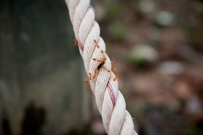 Close-up of rope tied on metal