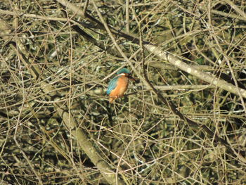 Close-up of bird perching on nest