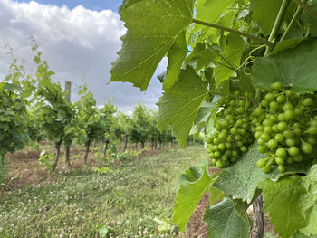 Grapes growing in vineyard