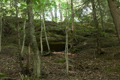 Trees in forest