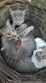 Close-up of kitten in basket